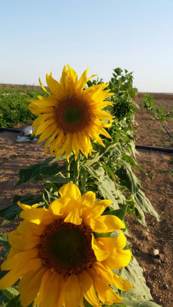 شیربرات روستایی چهار فصل با قدمتی دیرینه