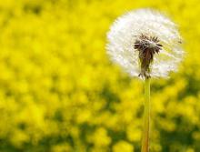 بهترین روش ها برای از بین بردن آلرژی بهاری