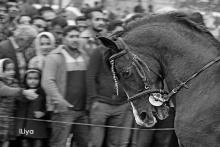 دیدار سیدوحید برقعی رئیس هیئت سوارکاری استان همدان از باشگاهها و مراکز سوارکاری شهرستان نهاوند