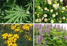 تویسرکان؛ گنجینه خدادادی با بیش از 1200 نوع گیاه دارویی/ معجزه غذاهای دارویی با گیاهان بهاری
