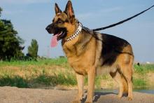 سگ گردانی در شهر همدان طبق دستور دادستان ممنوع است