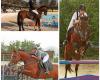 درخشش نمايندگان شايسته مكتب سواركاري همدان در رقابت های قهرمانی اسب های اصیل ایرانی 