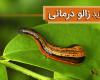 زالو درمانی دریچه جدید طب نوین /متخصصین زالو درمانی در ایران تربیت شود
